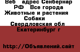 Веб – адрес Сенбернар.РФ - Все города Животные и растения » Собаки   . Свердловская обл.,Екатеринбург г.